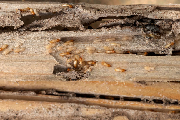 Best Pest Prevention Services  in Trotwood, OH